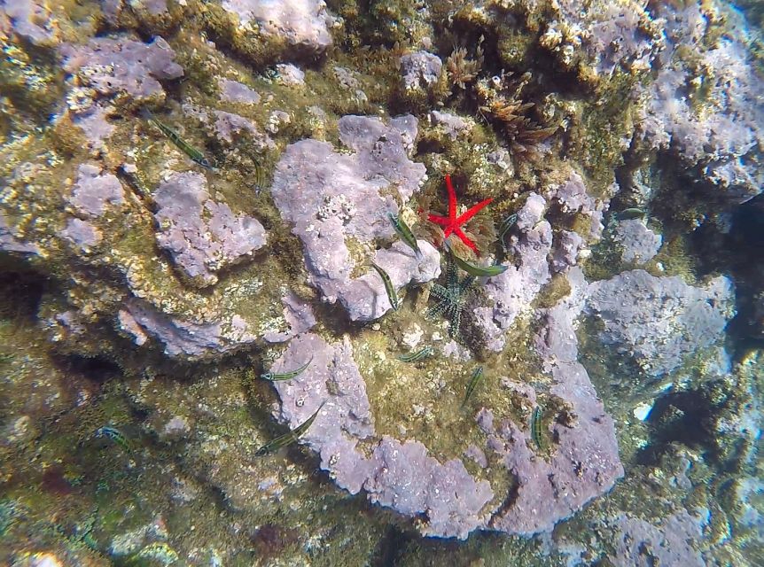 Madeira: Garajau Nature Reserve Kayak and Snorkel Tour - Meeting point, languages, and flexible booking