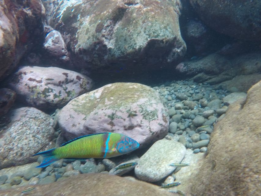 Madeira: Garajau Nature Reserve Kayak and Snorkel Tour - Is $41 good value for three hours?