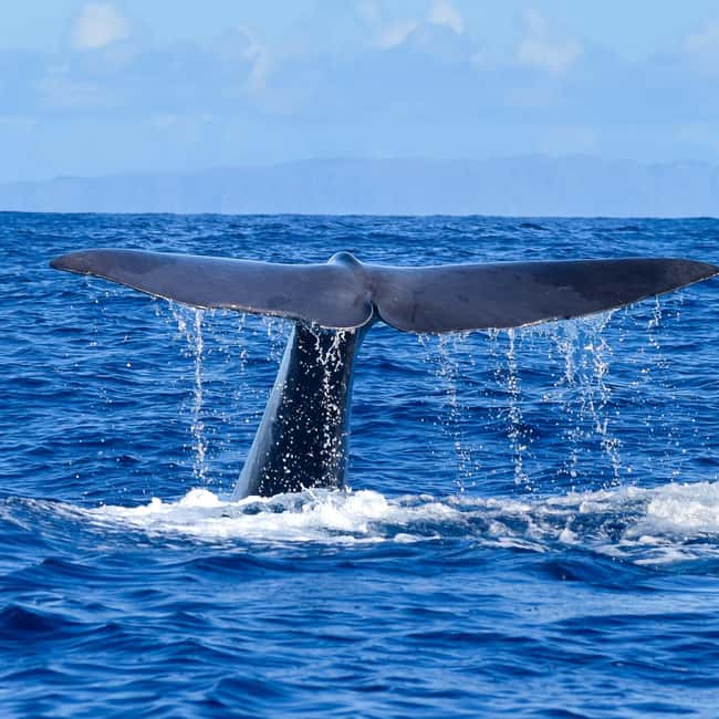 Madeira: Guaranteed Whales or Dolphins Watching Tour - Key points to know before you book
