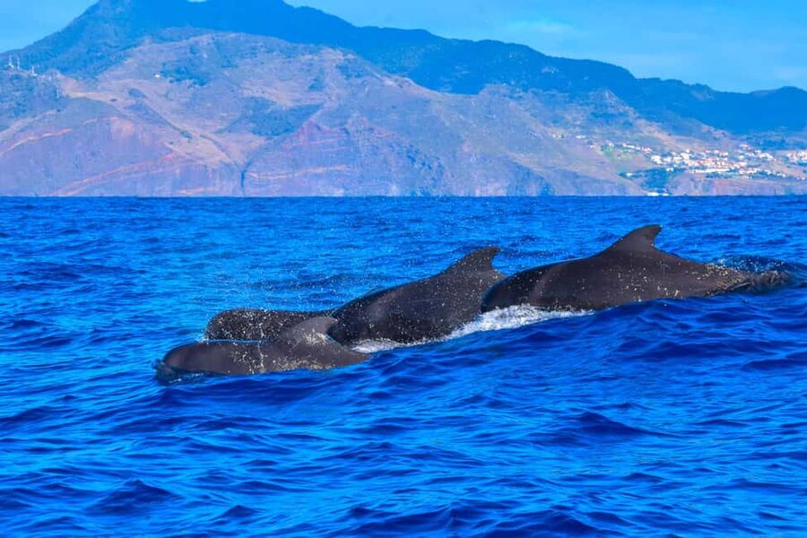 Madeira: Guaranteed Whales or Dolphins Watching Tour - Booking details worth getting right