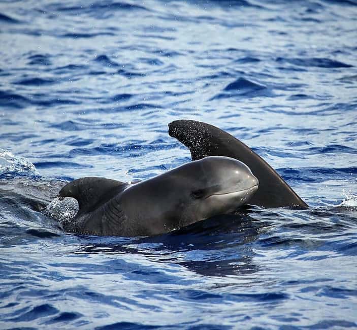 Madeira: Guaranteed Whales or Dolphins Watching Tour - A small boat that keeps you close to the sea