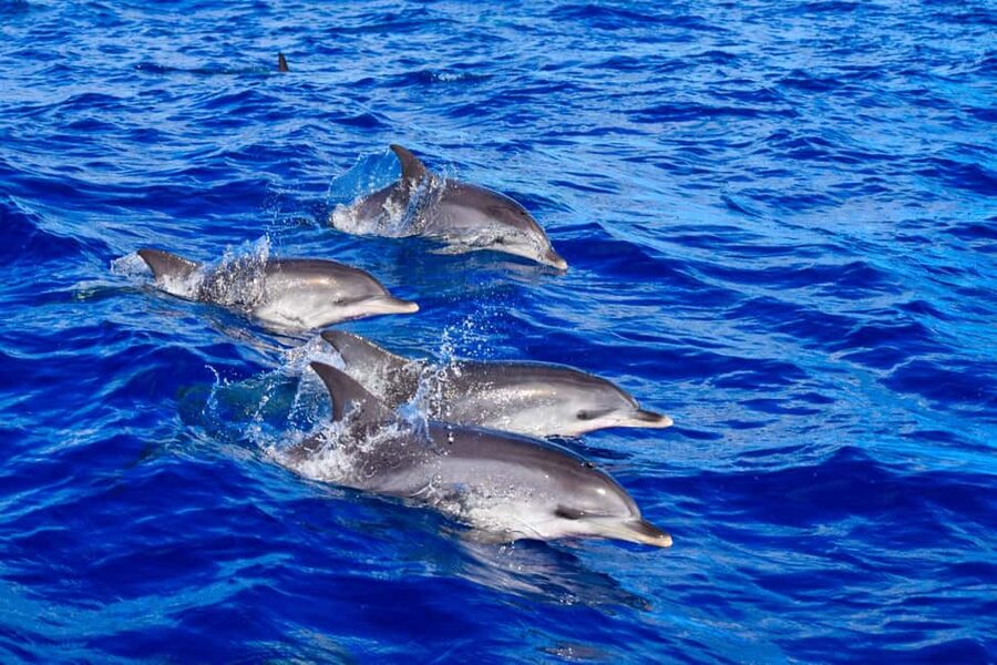 Madeira: Guaranteed Whales or Dolphins Watching Tour - Land spotters give the crew a head start
