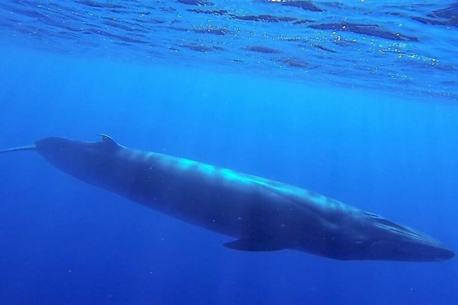 Madeira: Guaranteed Whales or Dolphins Watching Tour - The two-hour route from Funchal
