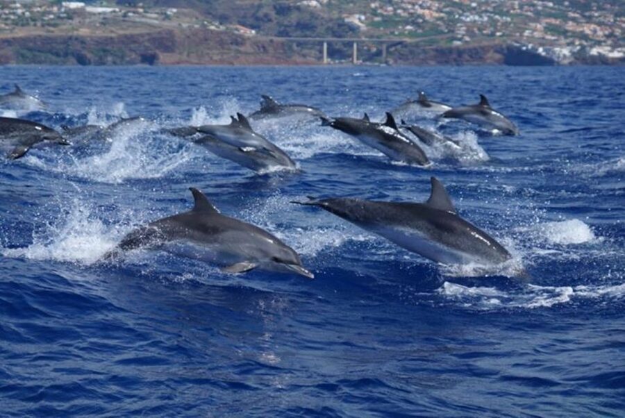Madeira: Guaranteed Whales or Dolphins Watching Tour - Ethical watching is the real strength