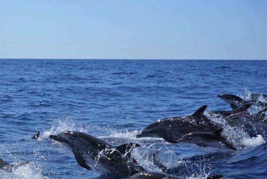 Madeira: Guaranteed Whales or Dolphins Watching Tour - What the guides add to the experience