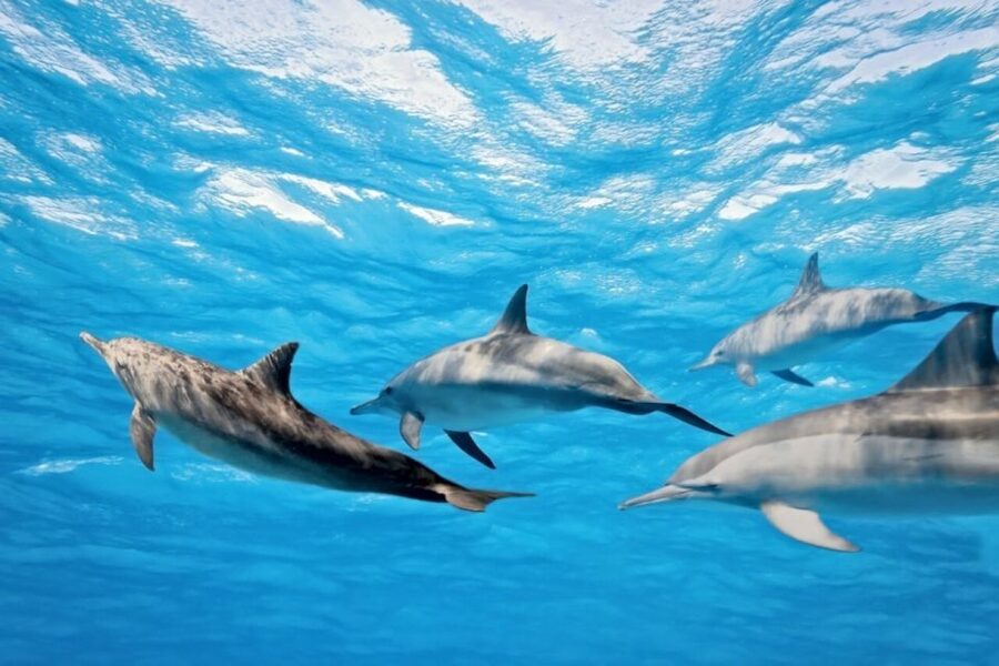 Madeira: Guaranteed Whales or Dolphins Watching Tour - Is $55 a fair price?