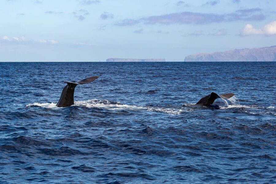 Madeira: Guaranteed Whales or Dolphins Watching Tour - Who should book this Madeira boat trip?