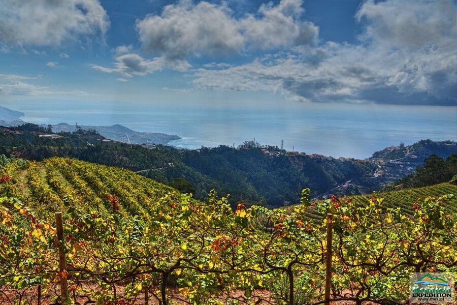 Madeira: Half-Day Nun's Valley and Sea Cliff Tour - The local bar stop in Jardim da Serra