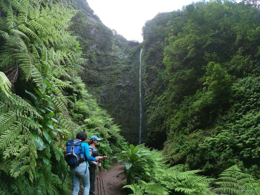 Madeira Island: Caldeirão Verde Levada Walk - Key points before you book