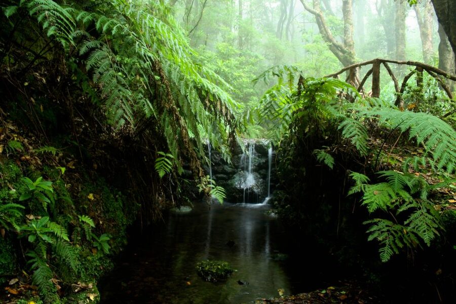 Madeira Island: Caldeirão Verde Levada Walk - The return walk and the pace question