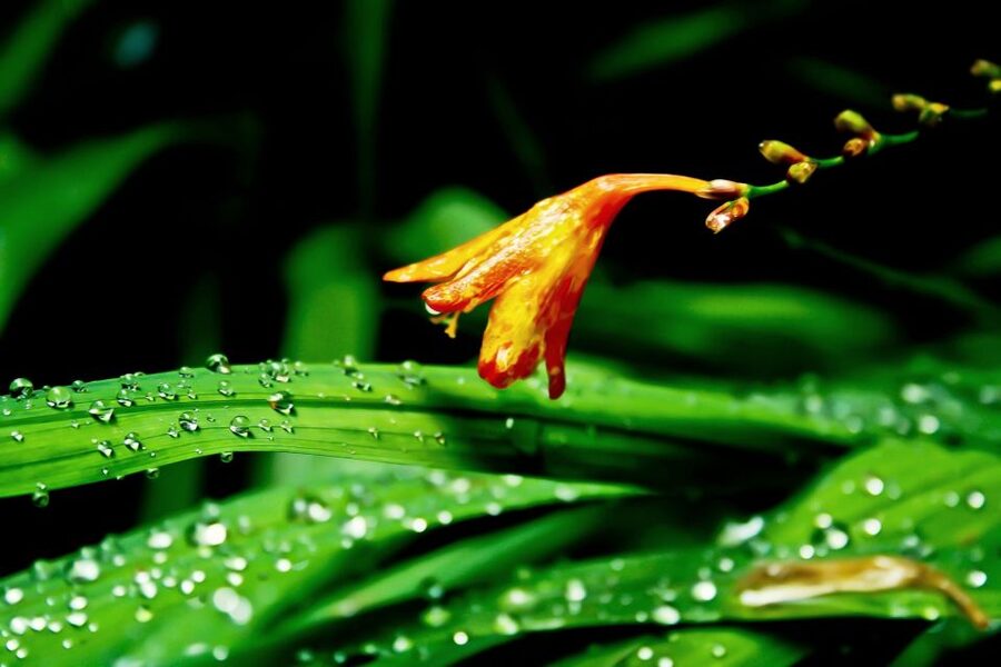 Madeira Island: Caldeirão Verde Levada Walk - Who should book this Madeira hike
