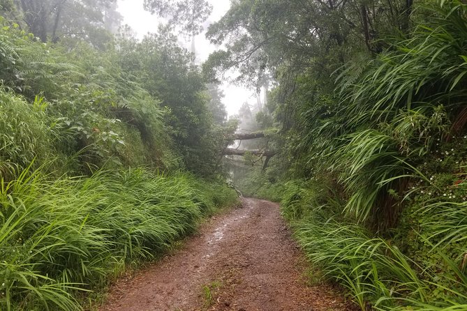 Madeira Off-Road Tours - Pico do Areeiro, Ribeiro Frio, and Santana