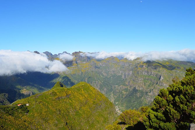 Madeira Peaks - Mountain Walk - Ancient heather and Madeira’s native plants