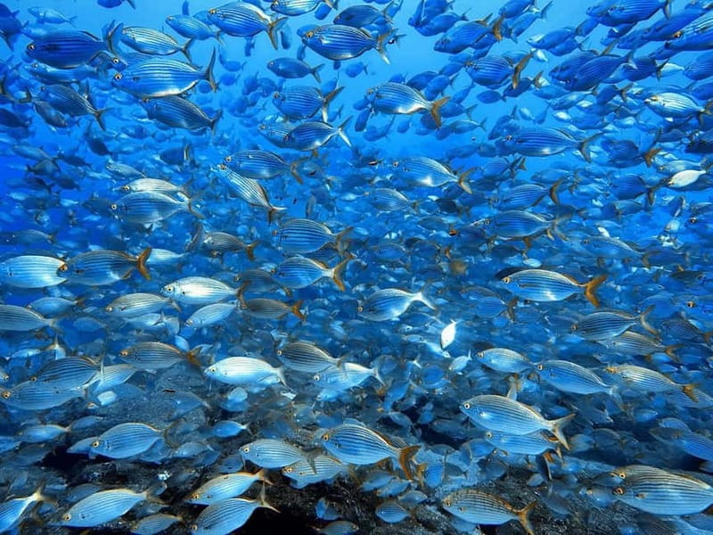 Madeira: Ponta de São Lourenço Snorkeling Boat Trip - FAQ