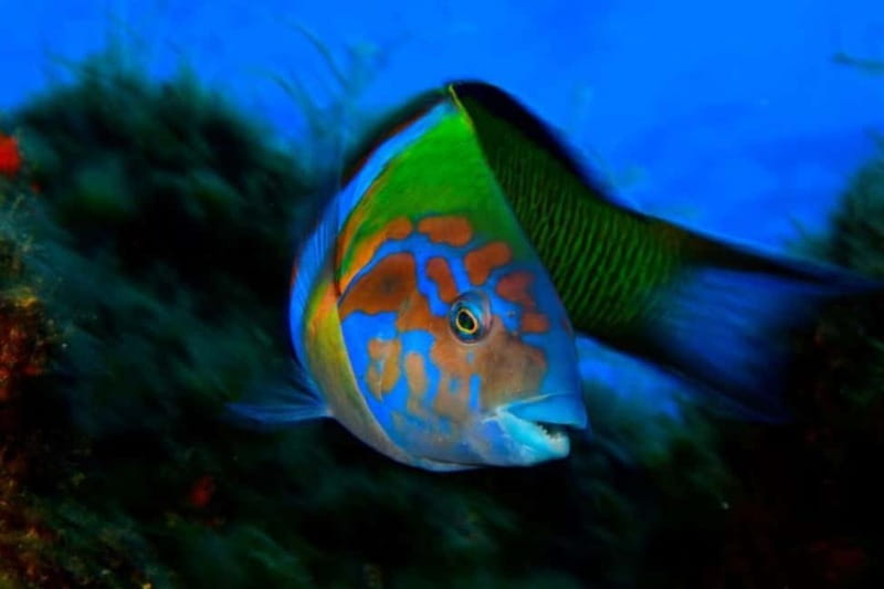Madeira: Ponta de São Lourenço Snorkeling Boat Trip - What the reserve adds to the experience