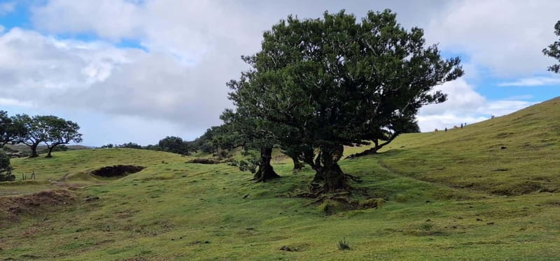 Madeira West Island Full-Day Tour with Fanal Forest - Paul da Serra and the change in climate