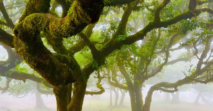 Madeira: Western Madeira Guided Trip & Fanal Mystic Forest - Why this western Madeira route works so well