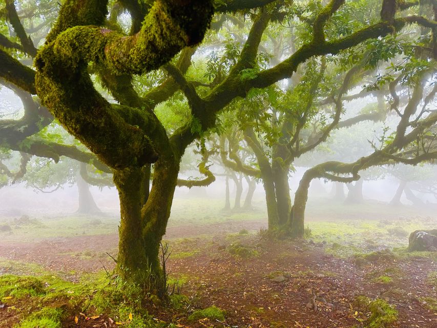 Madeira: Western Madeira Guided Trip & Fanal Mystic Forest - Ribeira da Janela and the north coast