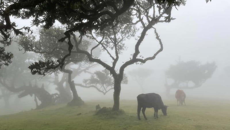 Madeira: Westside Achadas Cruz, Moniz, Seixal and Fanal - Key points at a glance
