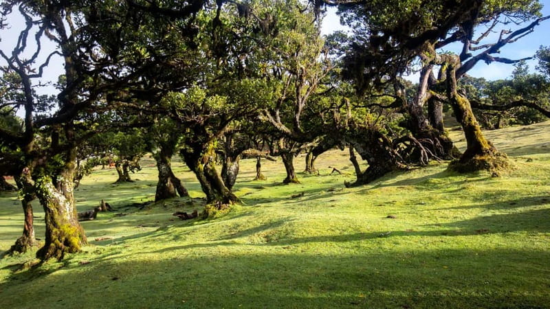 Madeira: Westside Achadas Cruz, Moniz, Seixal and Fanal - What the $77 price includes