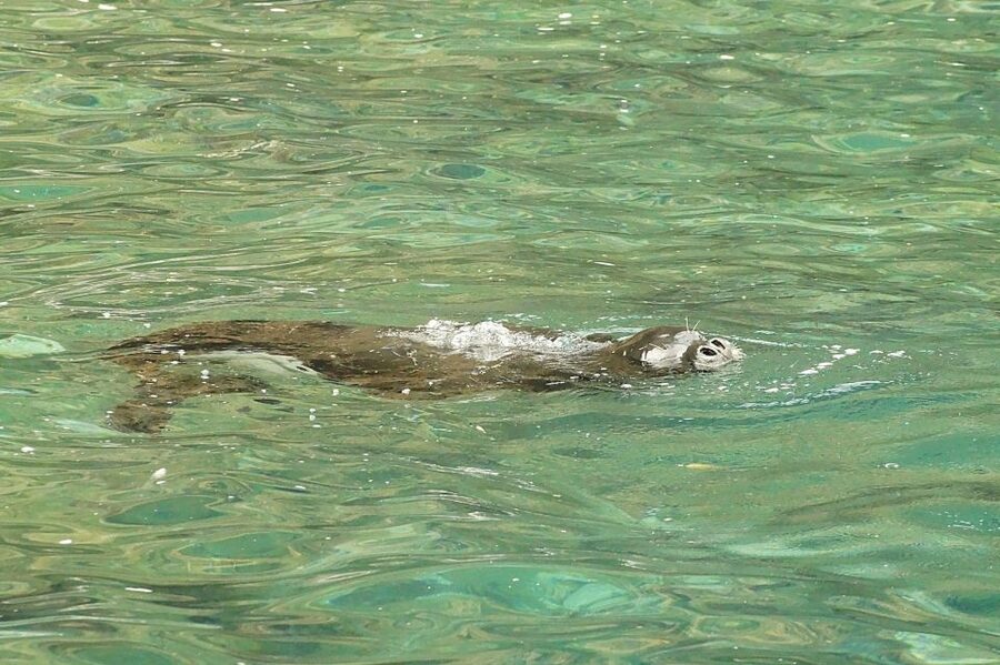 Madeira: Whale and Dolphin Watching Tour - Watching dolphins, whales, and turtles offshore