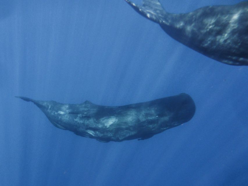 Madeira: Whale and Dolphin Watching Tour - What the 700-horsepower speedboat feels like