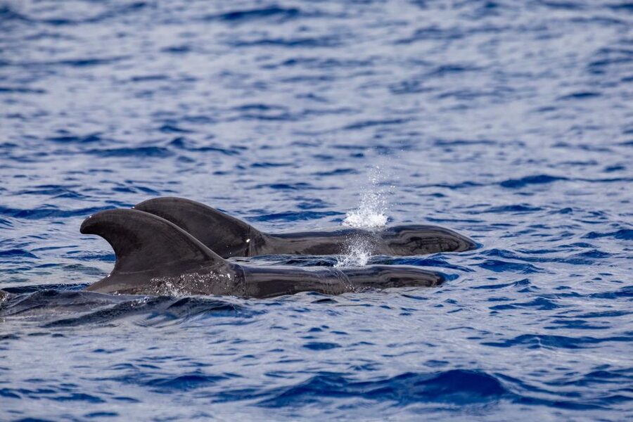 Madeira: Whale and Dolphin Watching Tour - Summer swimming at Ponta de São Lourenço
