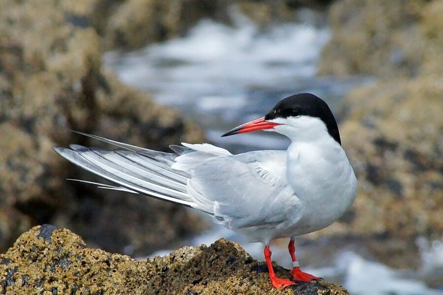 Madeira: Whale and Dolphin Watching Tour - The birds and rock formations fill out the picture