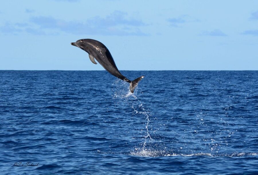 Madeira: Whale and Dolphin Watching Tour - Is $70 a fair price for two hours?