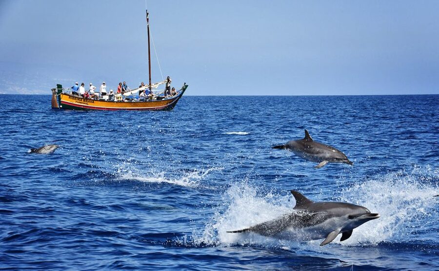 Madeira: Whale Watching Excursion in a Traditional Vessel - Setting out from the marina on the Ribeira Brava