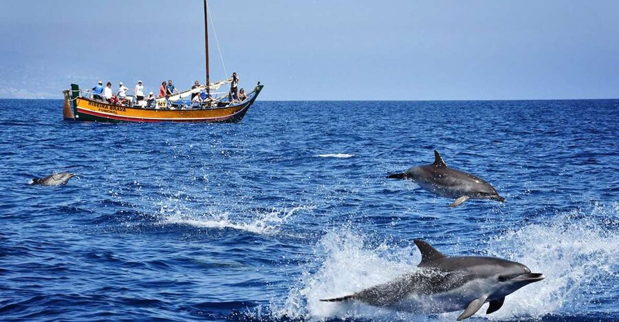 Madeira: Whale Watching Excursion in a Traditional Vessel - Searching for dolphins and whales