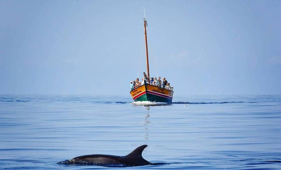 Madeira: Whale Watching Excursion in a Traditional Vessel - A careful approach to marine life