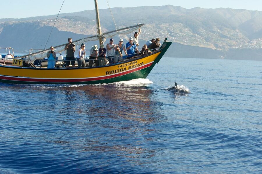 Madeira: Whale Watching Excursion in a Traditional Vessel - Practical booking advice for a smoother day