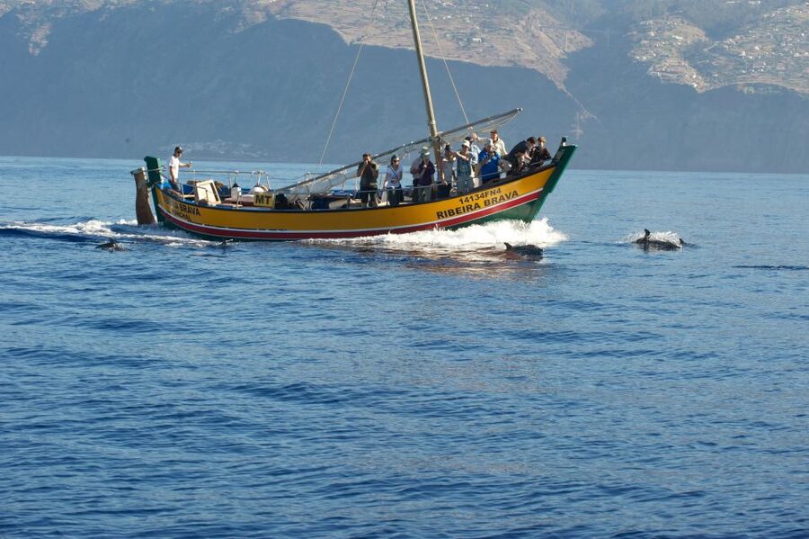 Madeira: Whale Watching Excursion in a Traditional Vessel - Madeira from the water