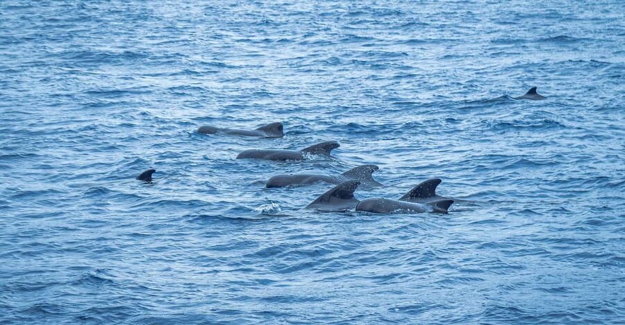 Madeira : Whales and Dolphins wooden boat excursion - Setting out from Pier 8 in Funchal