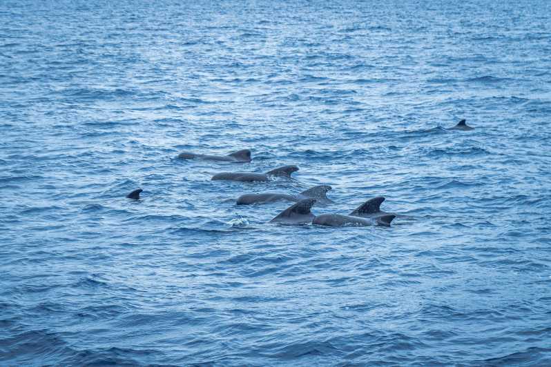 Madeira : Whales and Dolphins wooden boat excursion - What the crew adds to the trip