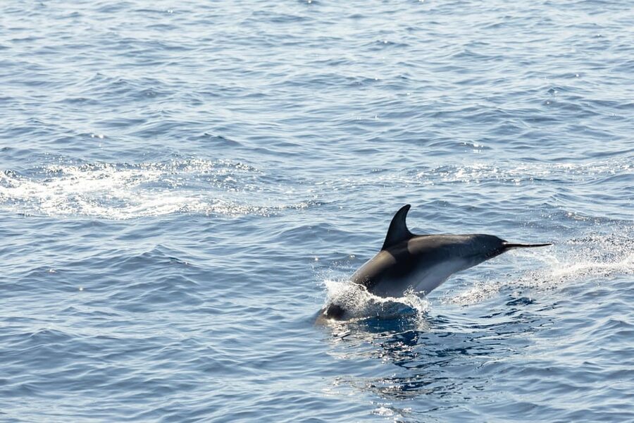 Madeira : Whales and Dolphins wooden boat excursion - Cabo Girão and the possible swim