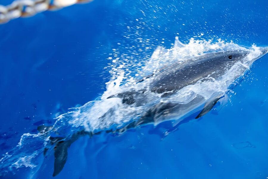 Madeira : Whales and Dolphins wooden boat excursion - The wooden boat and onboard comfort