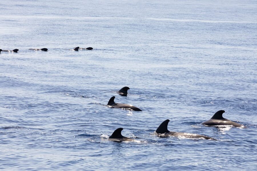 Madeira : Whales and Dolphins wooden boat excursion - What to pack for a comfortable outing