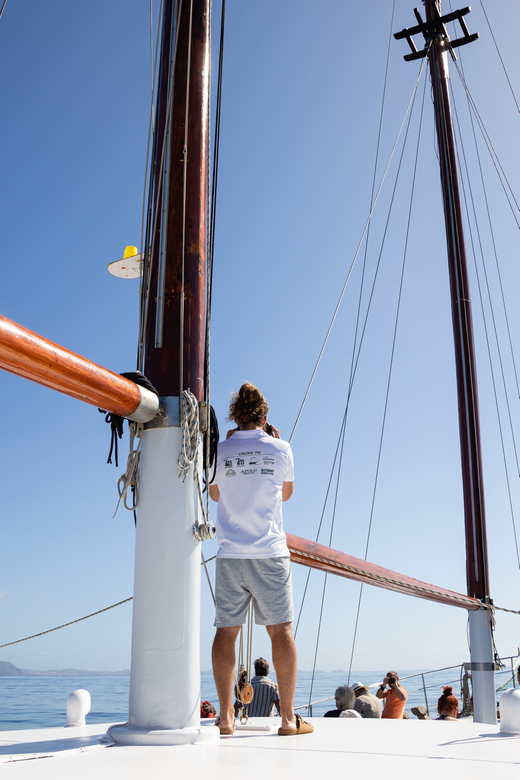 Madeira : Whales and Dolphins wooden boat excursion - Three hours with whales and dolphins