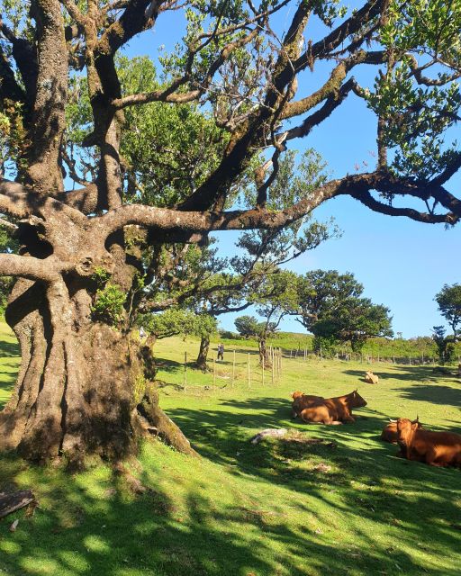 Madeira Wild West 4X4 Tour Safari - Ribeira da Janela gives you a northern-coast view