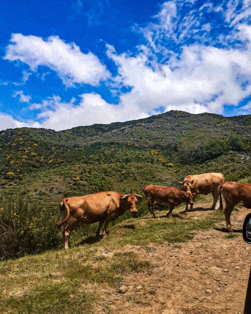 Madeira Wild West 4X4 Tour Safari - The guides shape the experience