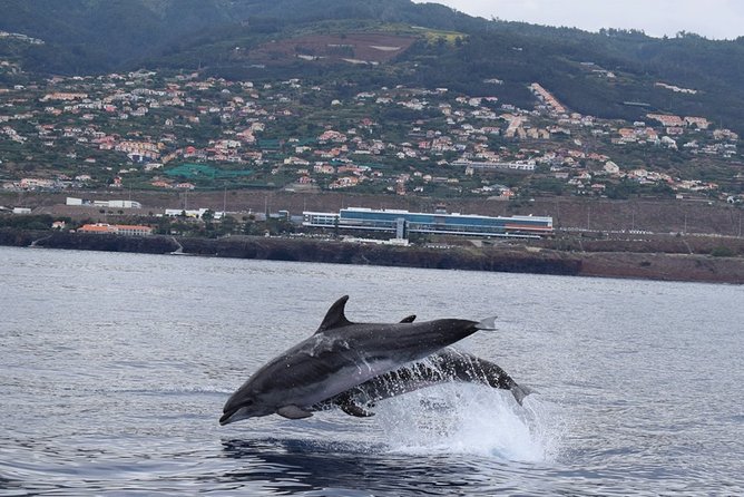 Magic Dolphin Celebrity - The possible Cabo Girão swim