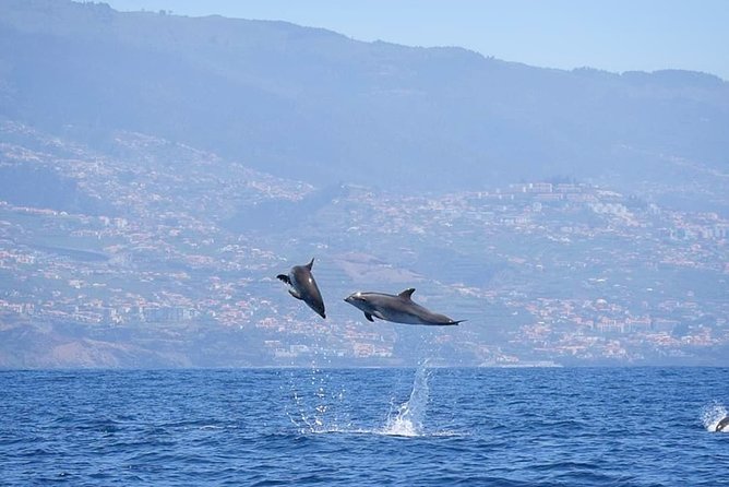 Magic Dolphin Celebrity - What the advertised land-and-sea plan means