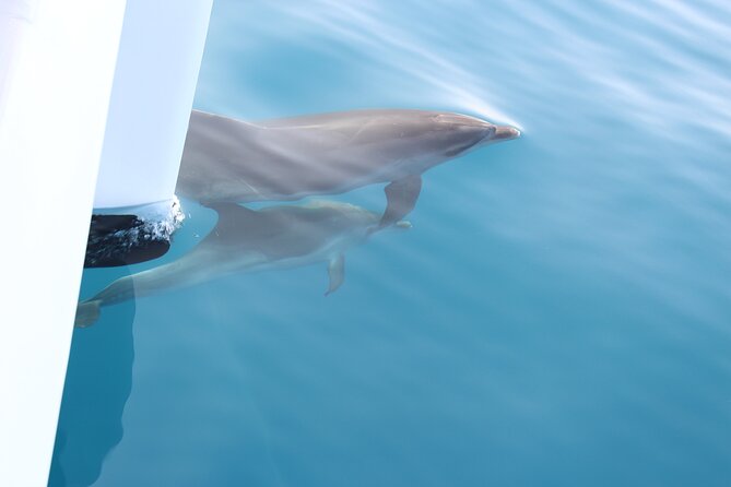 Magic Dolphin Celebrity - Who will enjoy this boat most