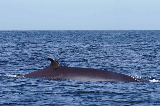 Magic Dolphin Sea Safaris - Dolphins, sperm whales, turtles, and seabirds