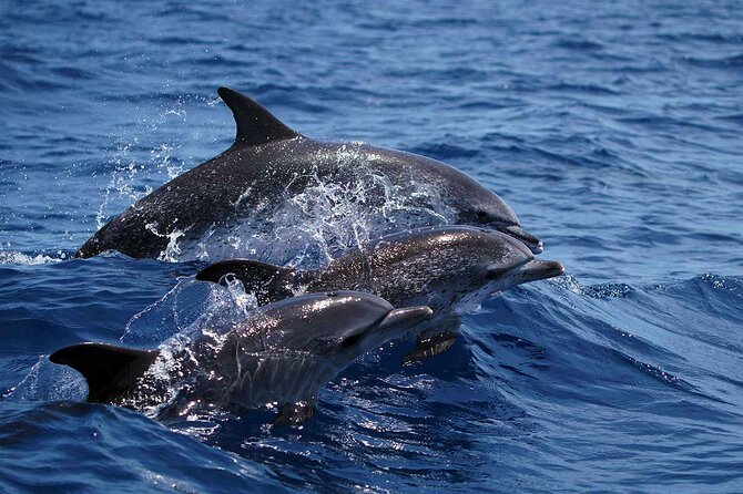 Magic Dolphin Sea Safaris - What the boat ride feels like for families