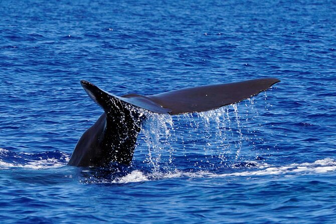 Magic Dolphin Sea Safaris - The guides make the difference