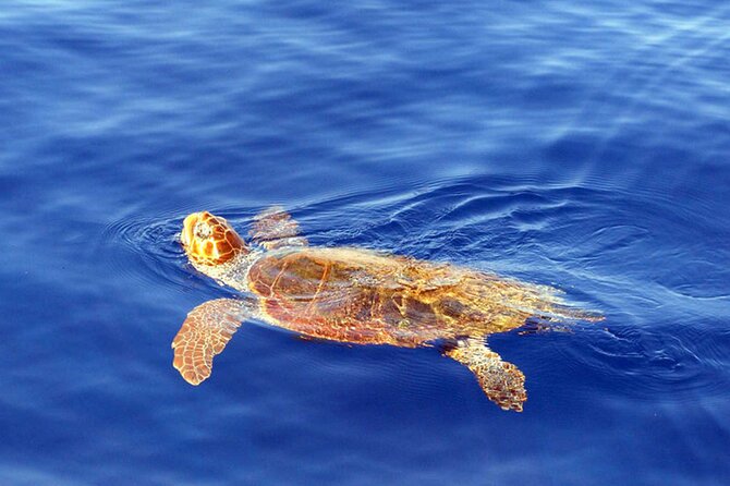 Magic Dolphin Sea Safaris - Is $60.49 a fair price?
