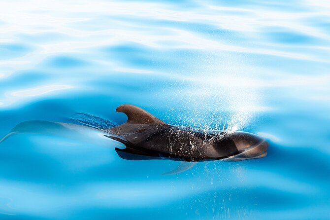 Magic Dolphin Sea Safaris - Practical advice before you book